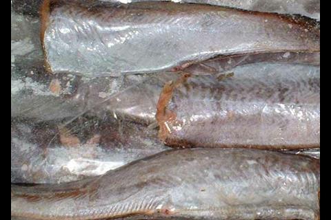 Expansion of the allowable catch of hoki from NZ's western stocks should be backed up by research, first